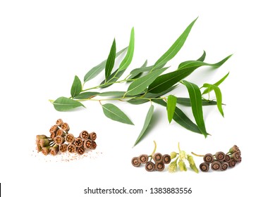 Eucalyptus Branch With Flowers And Seeds Isolated On White