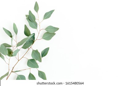 Eucalyptus Branch Isolated On White Background. Flat Lay, Top View. Floral Concept