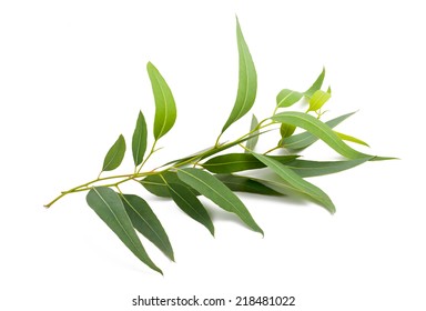 eucalyptus branch isolated on white background - Shutterstock ID 218481022