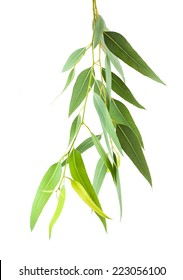 Eucalyptus Branch Isolated On White Background