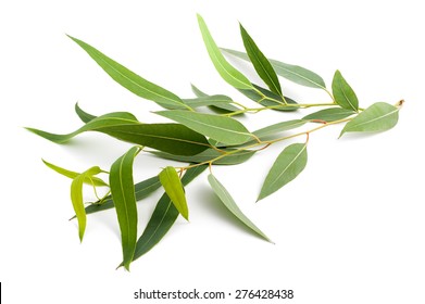 Eucalyptus Branch Isolated On A White Background