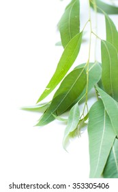 Eucalyptus Branch Isolated On White Background