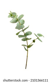 Eucalyptus Branch With Leaves Isolated On White Background.