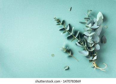 Eucalyptus branch on pastel green background. Flat lay, top view.