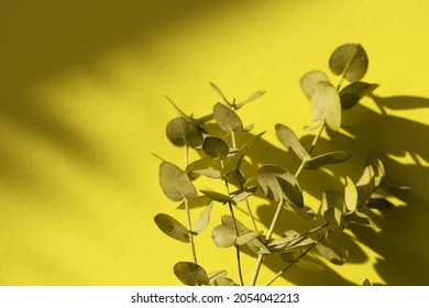 Eucalyptus branch on yellow background with sunlit and shadows. Nature concept. Selective focus