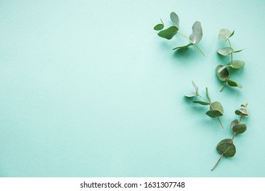 Eucalyptus branches,  flat lay on light green background - Shutterstock ID 1631307748