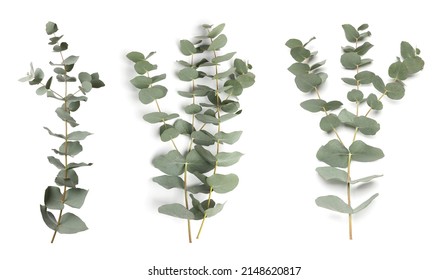 Eucalyptus branches with fresh leaves on white background, collage. Banner design - Shutterstock ID 2148620817