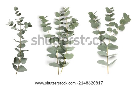 Eucalyptus branches with fresh leaves on white background, collage. Banner design