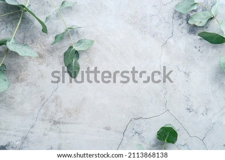Eucalyptus branches on stone surface. Flat lay, top view, overhead.