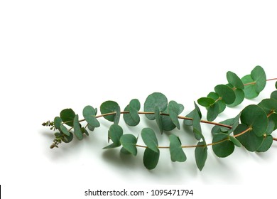 120,029 Eucalyptus Branch Images, Stock Photos & Vectors | Shutterstock
