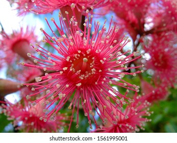 Eucalyptus Caesia Or Gum Nut Flower With Pink Stamens