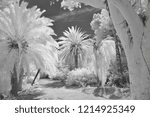 Eucalyptus and date palms in infared