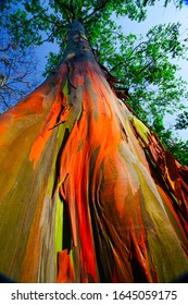 Eucalyptus Deglupta Planted In Thailand