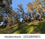 eucalyptus diversicolor trees, Claremont Canyon Regional Preserve, Berkeley hiking trail, East Bay Regional Park district, eucalyptus regnans, eucalyptus, redwood trees