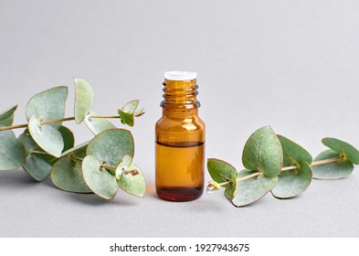 Eucalyptus Essential Oil In The Bottle And Eucalyptus Tree Branch With Green Leaves, Close Up