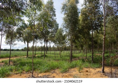 eucalyptus field with large green pasture in the background