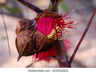 Eucalyptus Flower Coming Out Of The Shell