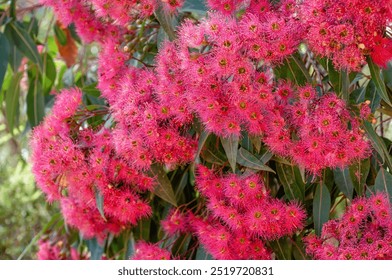 Eucalyptus flowers, indigenous to Australia, feature striking pink stamens encircled by lush green leaves. Blossoms cluster together on the eucalyptus tree, emphasizing the plant's reproductive phase. - Powered by Shutterstock