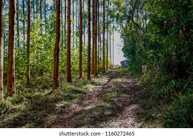 the eucalyptus forest