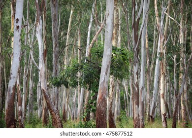 Eucalyptus Forest