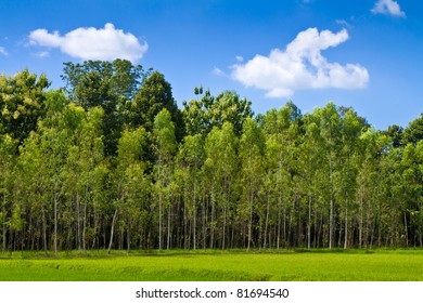 Eucalyptus Forest