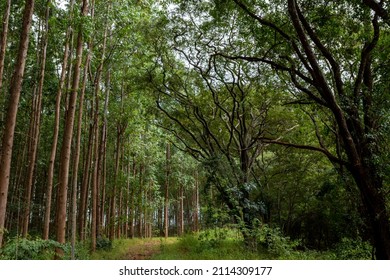 Eucalyptus forest with green leaves and brazilian cerrado trees