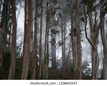 Eucalyptus Forest, Grizzly Peak