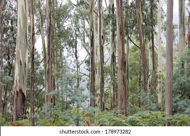 Eucalyptus Forest High Country, Victoria, Australia 2