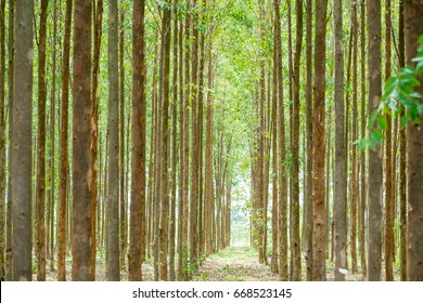 Eucalyptus forest  for paper industry
