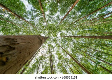 Eucalyptus forest  for paper industry