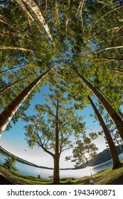 Eucalyptus Forest As Seen From Below.