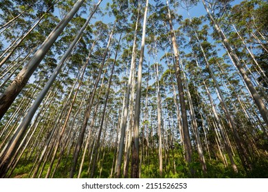 Eucalyptus forest in Sri Lanka
