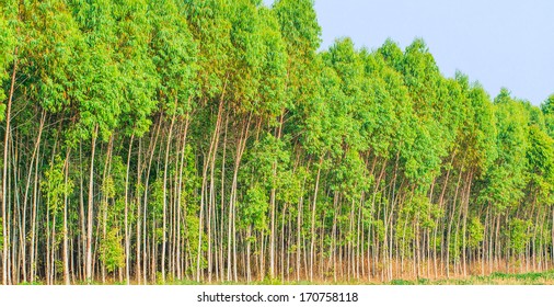 Eucalyptus forest with sunlight asia thailand