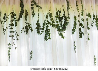 Eucalyptus Garland On White Organza Background