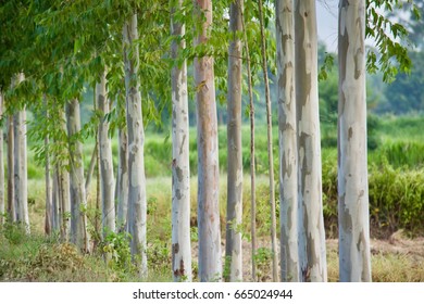 Eucalyptus Globulus Labill Tree