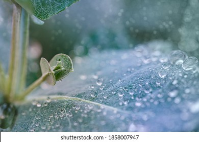 Eucalyptus Globulus Leaves With Water Drops, Close Up Macro. Eucalypt  Southern Blue Gum Plant In Garden In Rainy Day. 2021 Color Trend Tidewater Green Background