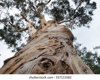 Eucalyptus Globulus Tree 