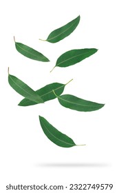Eucalyptus green leaves falling  isolated on white background.