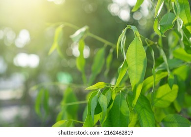 Eucalyptus green tree leaves abstract background with sun shining.