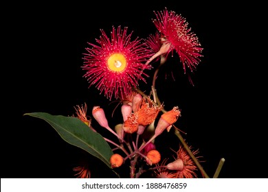 Eucalyptus Gum Flowers Isolated On Black Background. Mix Of Corymbia Ficifolia (Wildfire) And Corymbia Ficifolia (Red Flowering Gum)