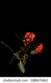 Eucalyptus Gum Flowers Isolated On Black Background. Mix Of Corymbia Ficifolia (Wildfire) And Corymbia Ficifolia (Red Flowering Gum)