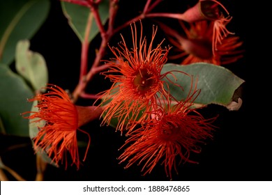 Eucalyptus Gum Flowers Isolated On Black Background. Mix Of Corymbia Ficifolia (Wildfire) And Corymbia Ficifolia (Red Flowering Gum)