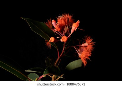 Eucalyptus Gum Flowers Isolated On Black Background. Mix Of Corymbia Ficifolia (Wildfire) And Corymbia Ficifolia (Red Flowering Gum)