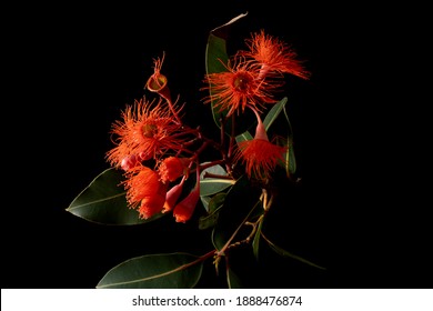 Eucalyptus Gum Flowers Isolated On Black Background. Mix Of Corymbia Ficifolia (Wildfire) And Corymbia Ficifolia (Red Flowering Gum)