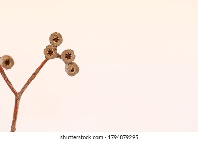 Eucalyptus gum nuts on basic white background with copy space
