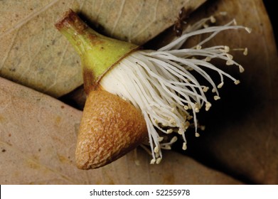 Eucalyptus Gum Tree Bud Flower Close Up Shot.