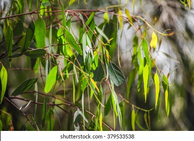 Eucalyptus / Gum Tree Leaves, Australia