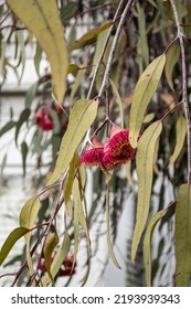 Eucalyptus Gum Tree With Leaves, Buds And Red Pink Flowers