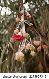 Eucalyptus Gum Tree With Leaves, Buds And Red Pink Flowers