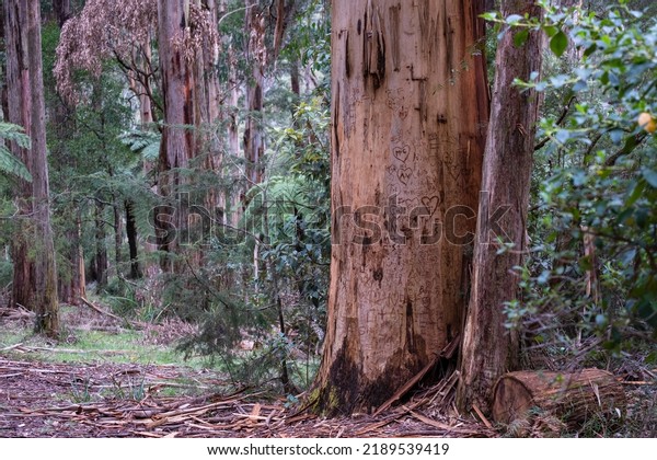 Eucalyptus gum trees ghost gums Australia Victoria\
Yarra ranges